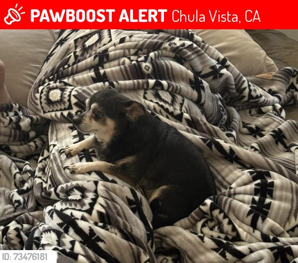 Lost Male Dog last seen Telegraph canyon crest drive Chula vista, Chula Vista, CA 91910