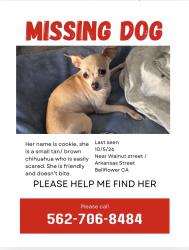 Lost Female Dog last seen Between Walnut street and Arkansis, Bellflower, CA 90706