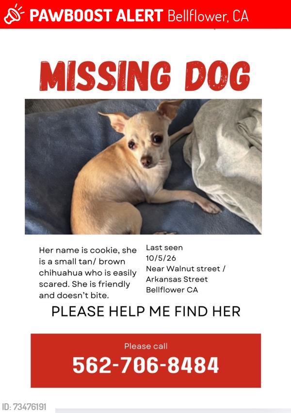 Lost Female Dog last seen Between Walnut street and Arkansis, Bellflower, CA 90706