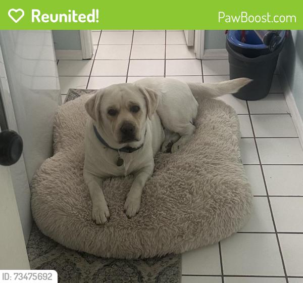 Reunited Male Dog last seen Wardlow and Magnolia, Long Beach, CA 90806