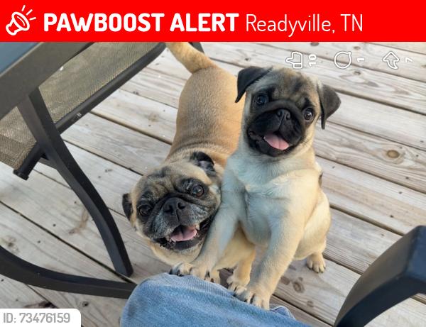 Lost Male Dog last seen B Tenpenny rd and witty hollow rd, Readyville, TN 37149