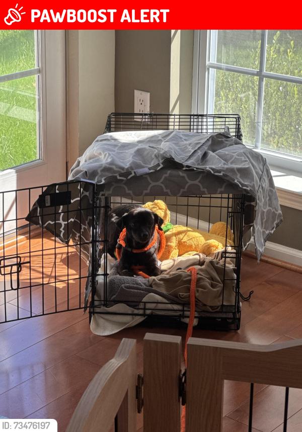 Lost Male Dog last seen Peddlers Village, Solebury Township, PA 18938
