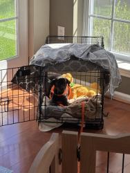 Lost Male Dog last seen Peddlers Village, Solebury Township, PA 18938