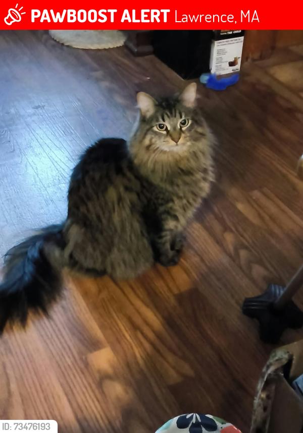 Lost Female Cat last seen my vernon street,south broadway, Lawrence, MA 01843
