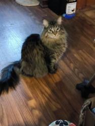 Lost Female Cat last seen my vernon street,south broadway, Lawrence, MA 01843