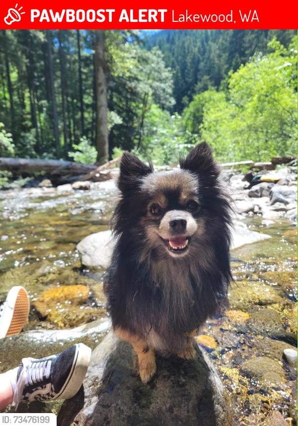 Lost Male Dog last seen Brunson market, Lakewood, WA 98498
