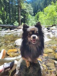 Lost Male Dog last seen Brunson market, Lakewood, WA 98498