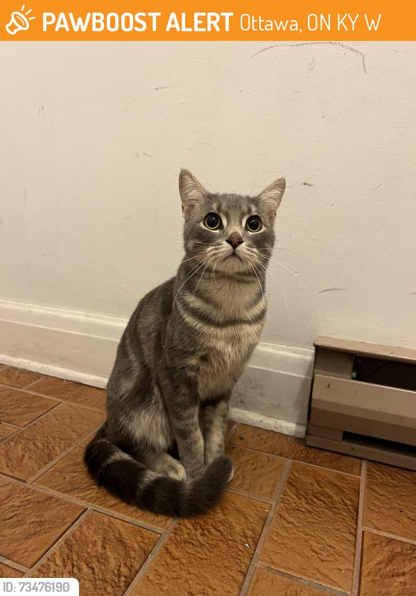 Found/Stray Male Cat last seen End of Huron Ave N near Scott St & Holland Ave, Ottawa, ON K1Y 0W1