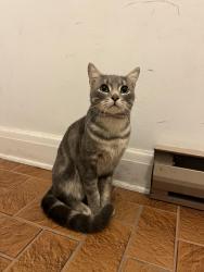 Found/Stray Male Cat last seen End of Huron Ave N near Scott St & Holland Ave, Ottawa, ON K1Y 0W1