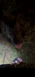 Found/Stray Unknown Dog last seen Wyatt grove / Tucker lane, Rowan County, NC 28071