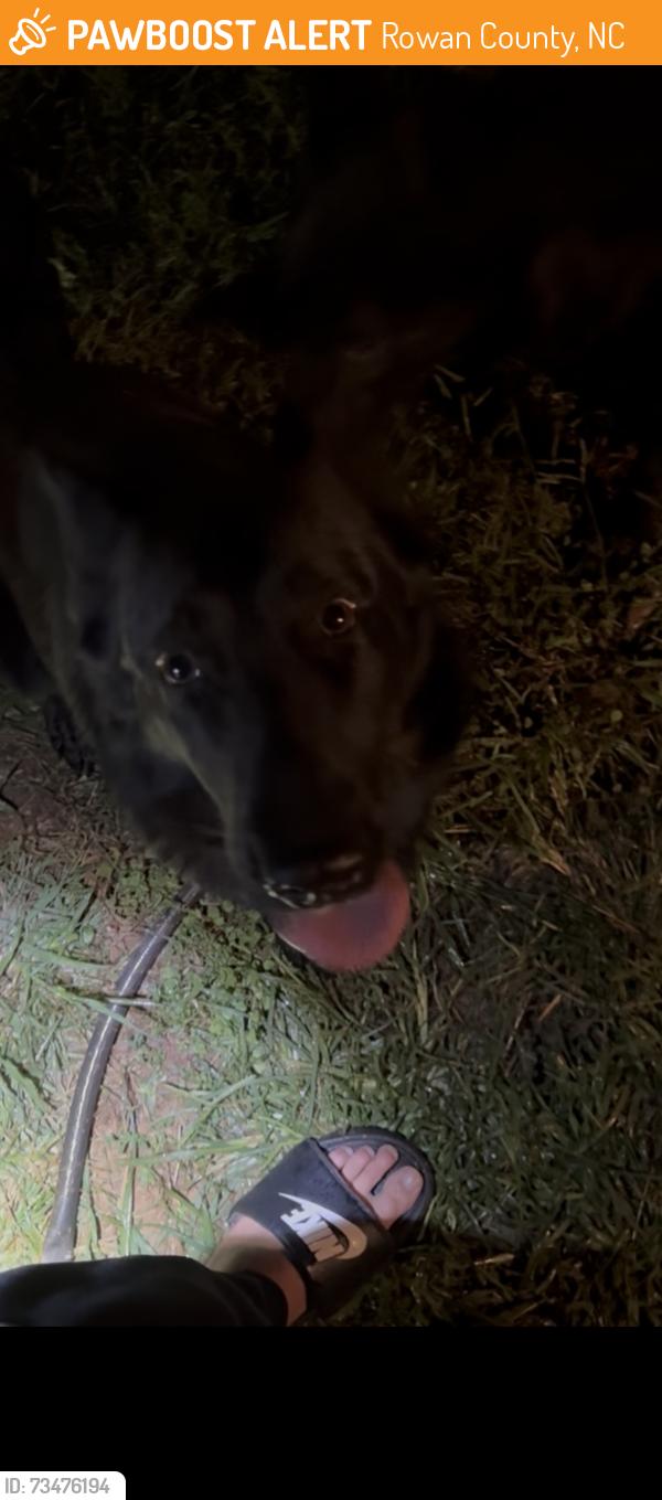 Found/Stray Unknown Dog last seen Wyatt grove / Tucker lane, Rowan County, NC 28071