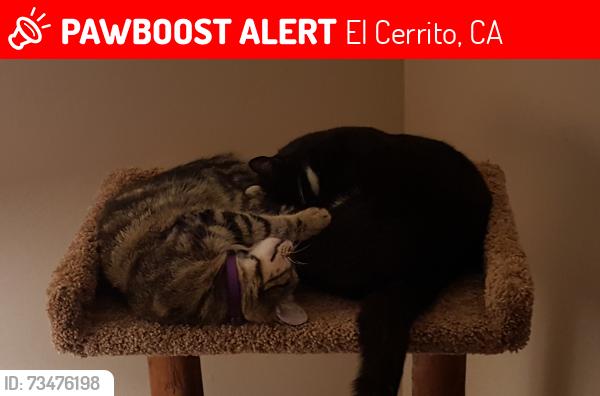 Lost Female Cat last seen Eureka, El Cerrito, CA 94530