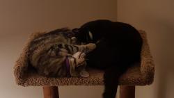 Lost Female Cat last seen Eureka, El Cerrito, CA 94530