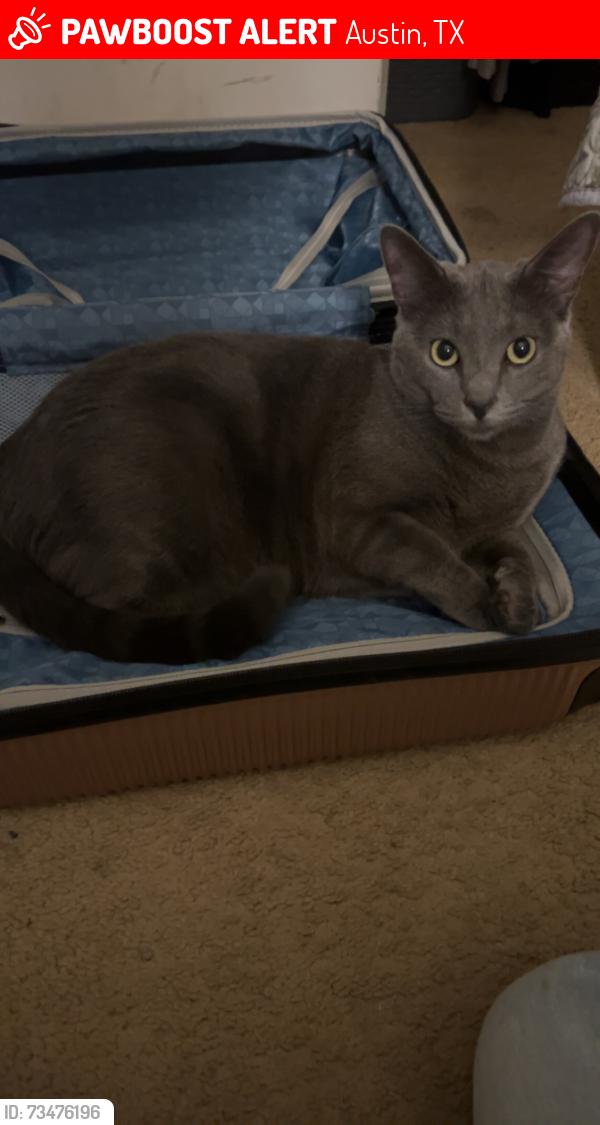 Lost Female Cat last seen Old Sprinkle Cutoff Road / Pioneer Crossing East, Austin, TX 78754