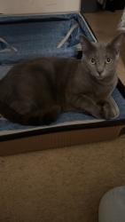 Lost Female Cat last seen Old Sprinkle Cutoff Road / Pioneer Crossing East, Austin, TX 78754