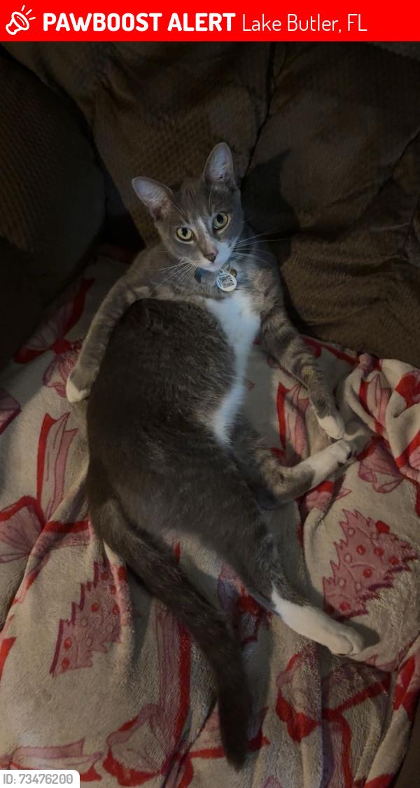 Lost Male Cat last seen Coffin Cemetery, Lake Butler, FL 32054