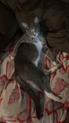 Lost Male Cat last seen Coffin Cemetery, Lake Butler, FL 32054