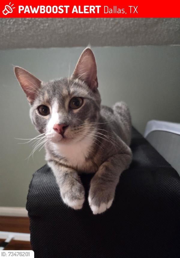 Lost Male Cat last seen Bessie Dr & Hord Dr, Dallas, TX 75211