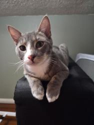 Lost Male Cat last seen Bessie Dr & Hord Dr, Dallas, TX 75211