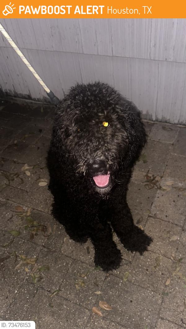 Found/Stray Unknown Dog last seen Buffalo Speedway and Mudworth Drive, Houston, TX 77025