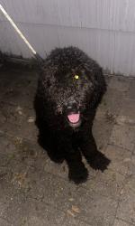 Found/Stray Unknown Dog last seen Buffalo Speedway and Mudworth Drive, Houston, TX 77025