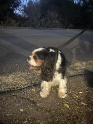 Reunited Unknown Dog last seen Crest Dr and Santa Fe, Encinitas, CA 92024