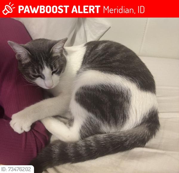 Lost Male Cat last seen Ustick and Linder, Meridian, ID 83646