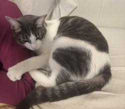 Lost Male Cat last seen Ustick and Linder, Meridian, ID 83646