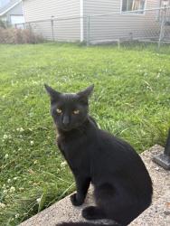 Lost Male Cat last seen Near & jefferson, Hammond, IN 46324