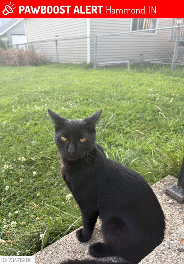 Lost Male Cat last seen Near & jefferson, Hammond, IN 46324