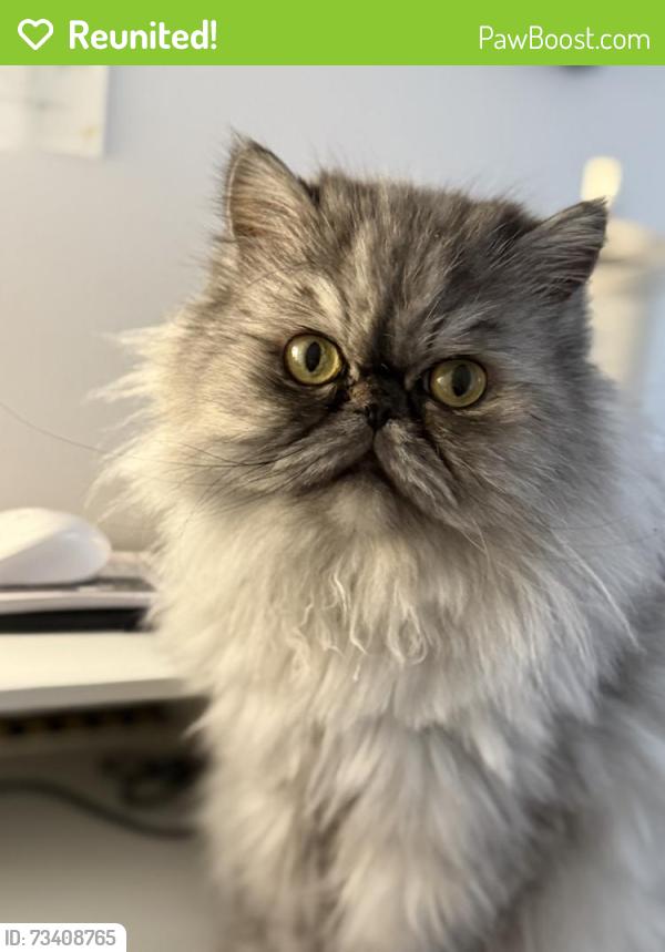 Reunited Male Cat last seen Michael Lynn rd, Charlotte, Charlotte, NC 28278