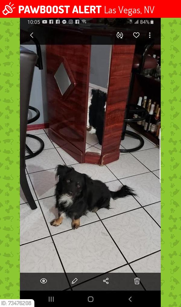 Lost Male Dog last seen Eastern and Washington, Las Vegas, NV 89101