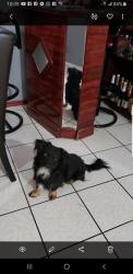 Lost Male Dog last seen Eastern and Washington, Las Vegas, NV 89101