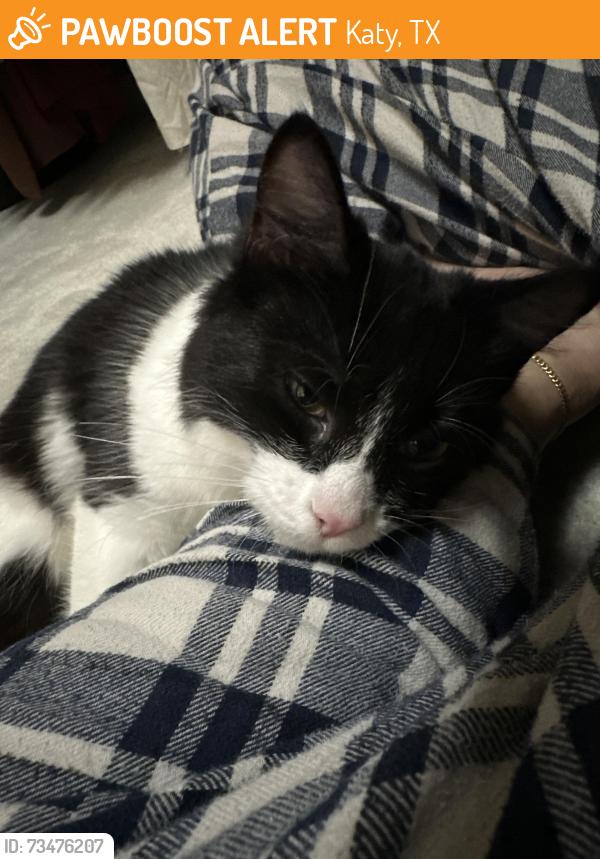 Found/Stray Female Cat last seen Katy Mills Mall, Katy, TX 77492