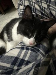 Found/Stray Female Cat last seen Katy Mills Mall, Katy, TX 77492