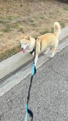 Reunited Female Dog last seen Near S Shasta St, West Covina, CA 91791, USA, West Covina, CA 91791