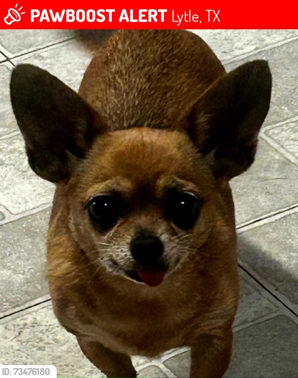 Lost Female Dog last seen Fm 3175/Grandburg/Pinn Rd, Lytle, TX 78052