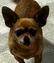 Lost Female Dog last seen Fm 3175/Grandburg/Pinn Rd, Lytle, TX 78052