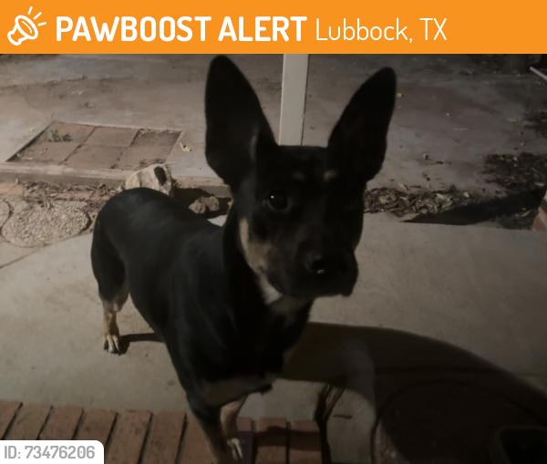 Found/Stray Female Dog last seen YWCA near Redeemer Church, Lubbock, TX 79413