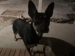 Found/Stray Female Dog last seen YWCA near Redeemer Church, Lubbock, TX 79413