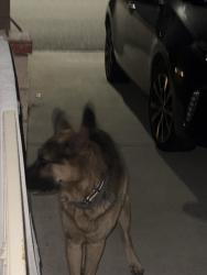 Found/Stray Unknown Dog last seen Pentagon and Duman Dr, Garden Grove, CA 92841