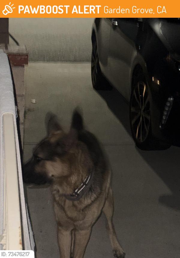 Found/Stray Unknown Dog last seen Pentagon and Duman Dr, Garden Grove, CA 92841