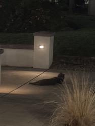 Found/Stray Female Cat last seen Near S Bernardo Ave, Sunnyvale, CA 94086
