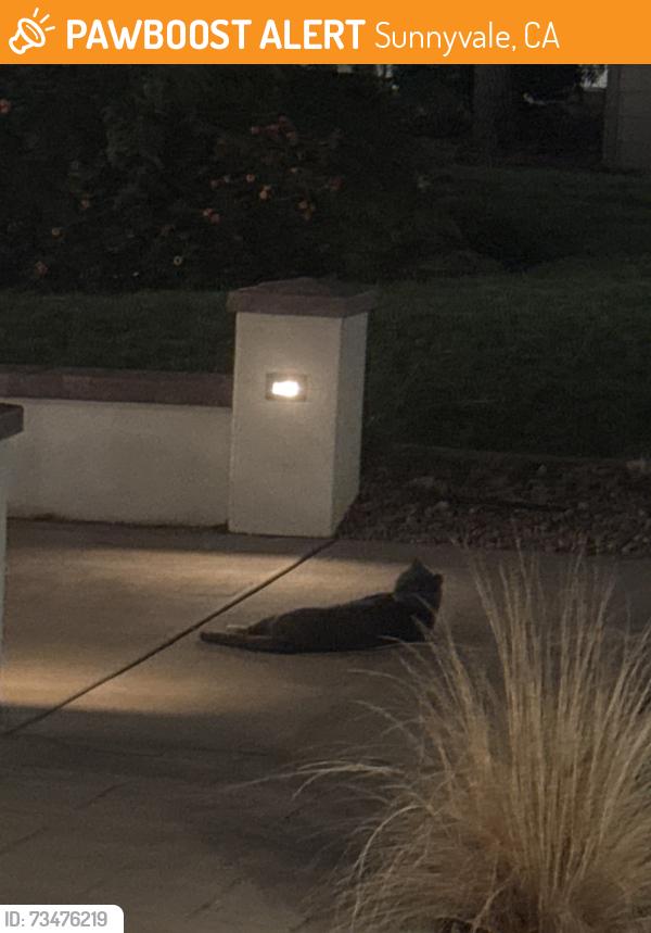 Found/Stray Female Cat last seen Near S Bernardo Ave, Sunnyvale, CA 94086