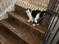 Reunited Female Cat last seen Firestone Cir Windstone Dr, South Jordan, UT 84009