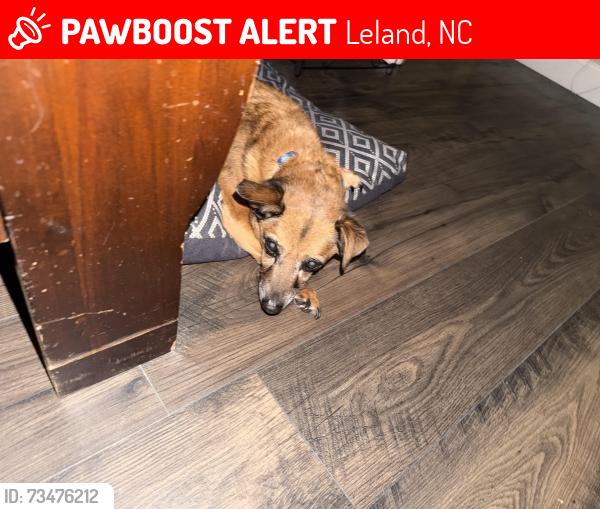 Lost Male Dog last seen Wedgewood on Lanvale, Leland, NC 28451