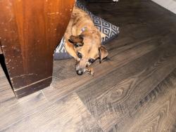 Lost Male Dog last seen Wedgewood on Lanvale, Leland, NC 28451