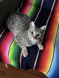 Lost Female Cat last seen Near Champlain Street, Hayward, CA 94544