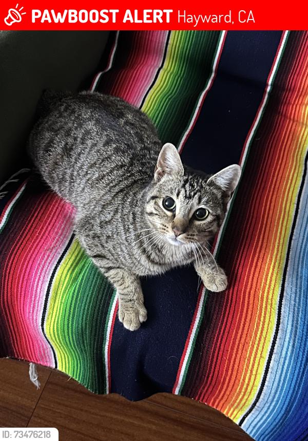Lost Female Cat last seen Near Champlain Street, Hayward, CA 94544