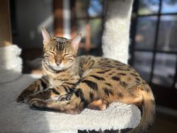 Reunited Female Cat last seen Across from desert spring elementary. By Santa Ana and Ustick, Nampa, ID 83687